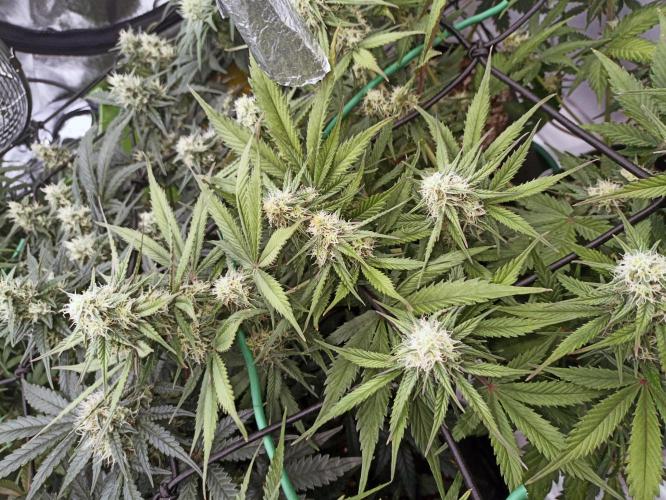 🍓 Strawberry Cheesecake Auto 🍰. Week 8