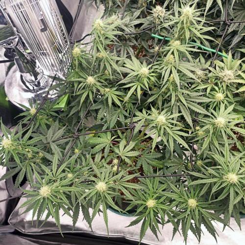 🍓 Strawberry Cheesecake Auto 🍰. Week 8