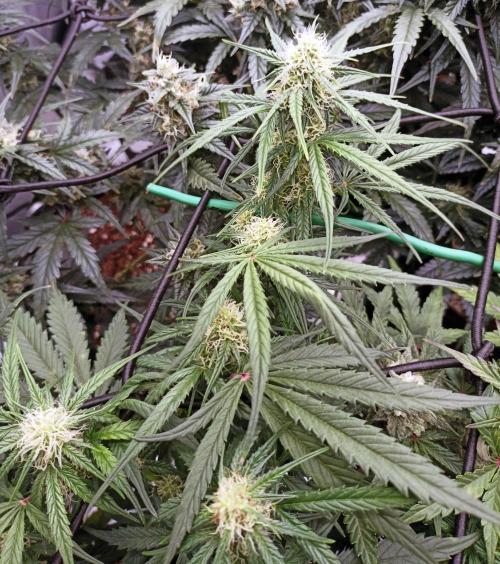 🍓 Strawberry Cheesecake Auto 🍰. Week 8