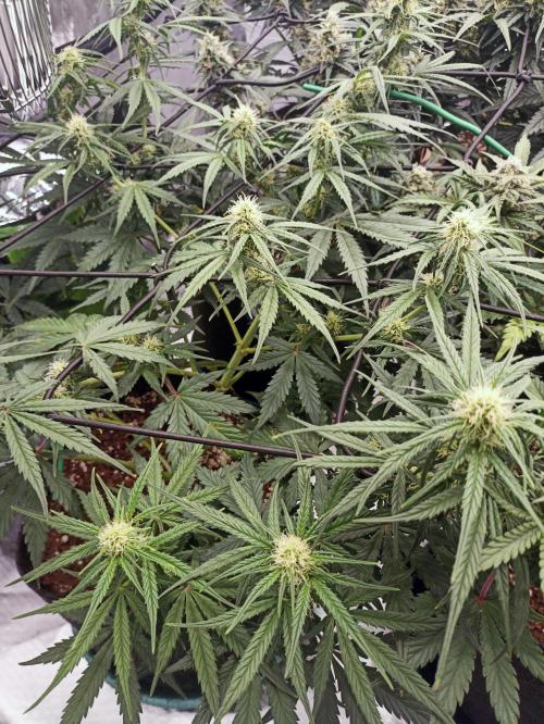 🍓 Strawberry Cheesecake Auto 🍰. Week 8