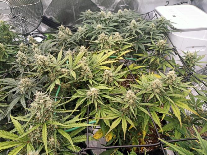 🍓 Strawberry Cheesecake Auto 🍰. Week 8