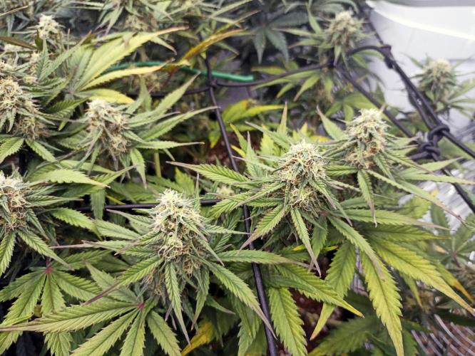 🍓 Strawberry Cheesecake Auto 🍰. Week 8