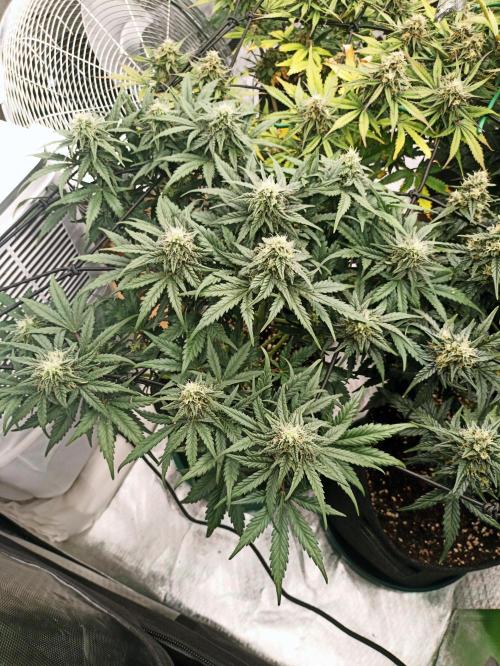 🍍 Pineapple Express Auto 🍍. Week 9