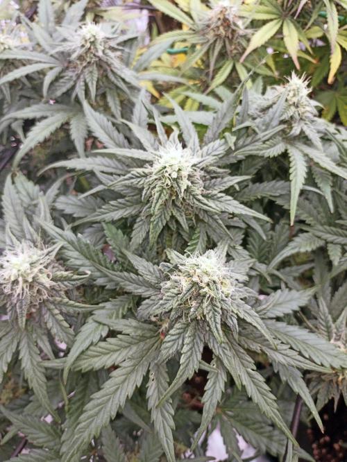 🍍 Pineapple Express Auto 🍍. Week 9