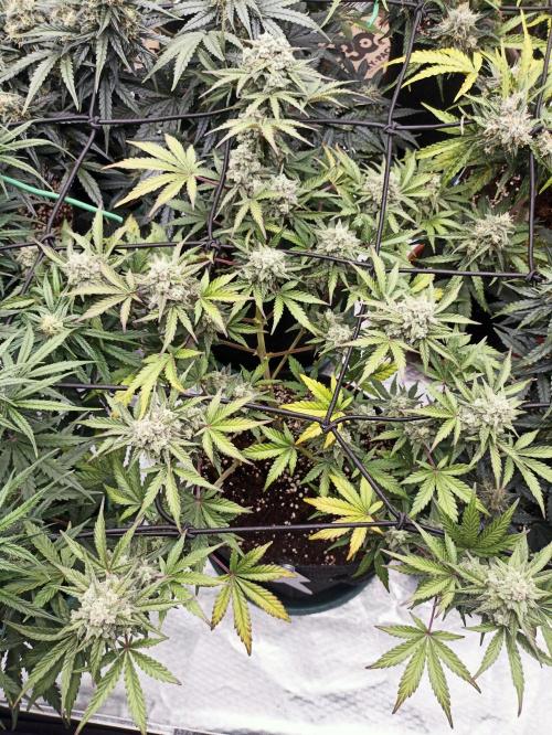 🍍 Pineapple Express Auto 🍍. Week 9