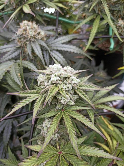 🍍 Pineapple Express Auto 🍍. Week 9