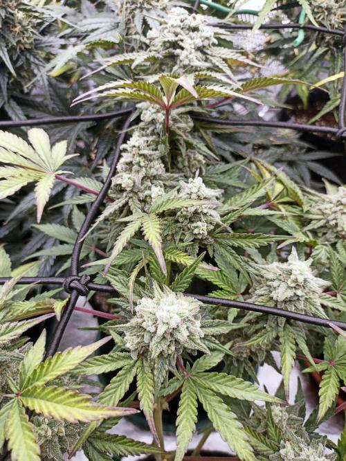 🍍 Pineapple Express Auto 🍍. Week 9