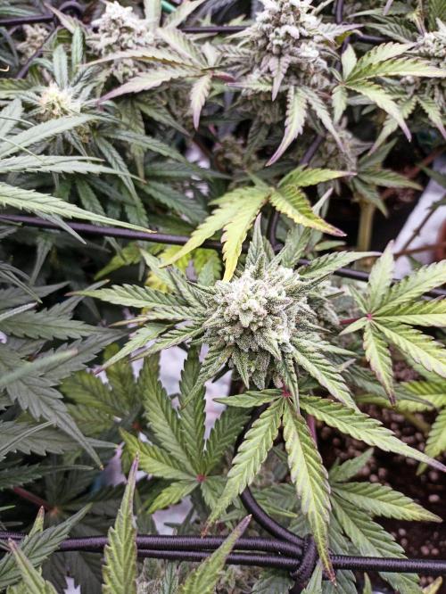 🍍 Pineapple Express Auto 🍍. Week 9