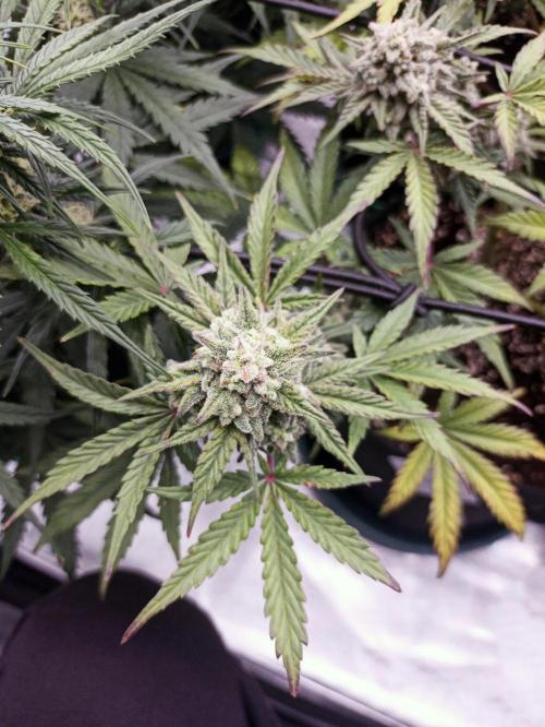 🍍 Pineapple Express Auto 🍍. Week 9