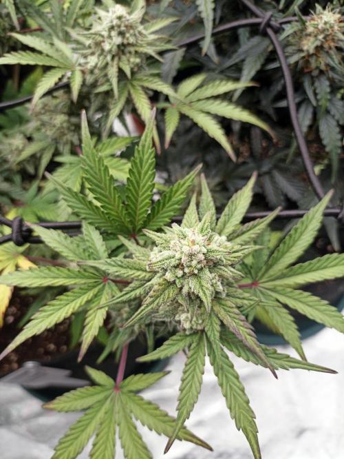 🍍 Pineapple Express Auto 🍍. Week 9