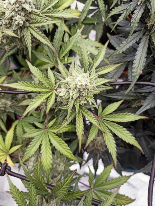 🍍 Pineapple Express Auto 🍍. Week 9