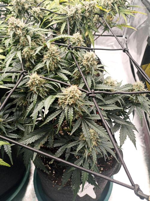 🍍 Pineapple Express Auto 🍍. Week 9