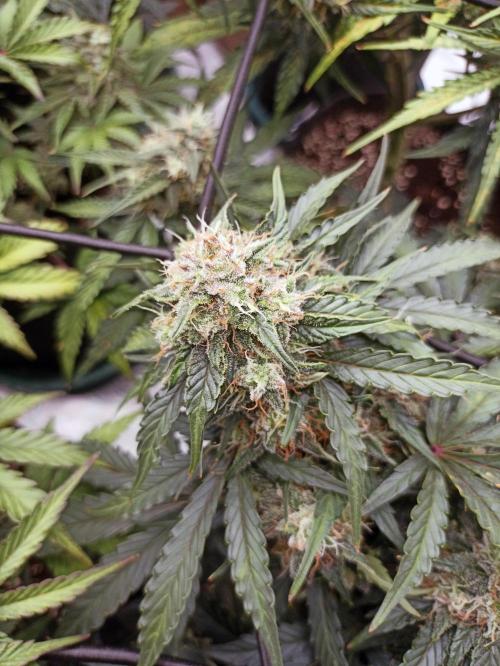 🍍 Pineapple Express Auto 🍍. Week 9