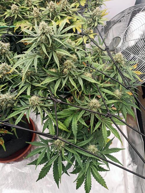 🍍 Pineapple Express Auto 🍍. Week 9