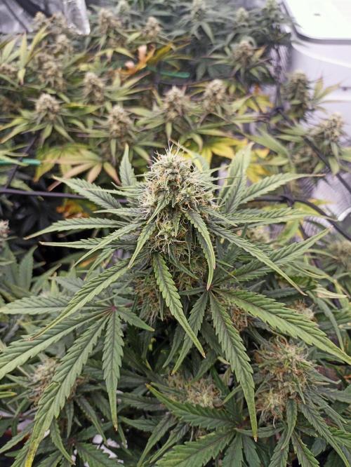 🍍 Pineapple Express Auto 🍍. Week 9