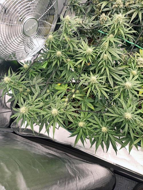 🍓 Strawberry Cheesecake Auto 🍰. Week 9