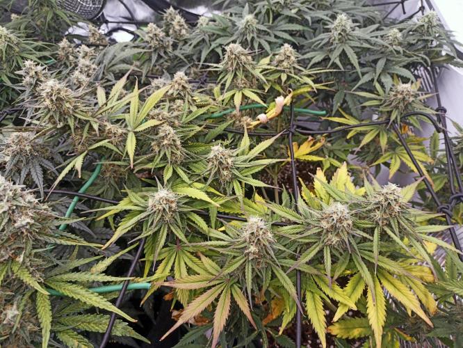 🍓 Strawberry Cheesecake Auto 🍰. Week 9