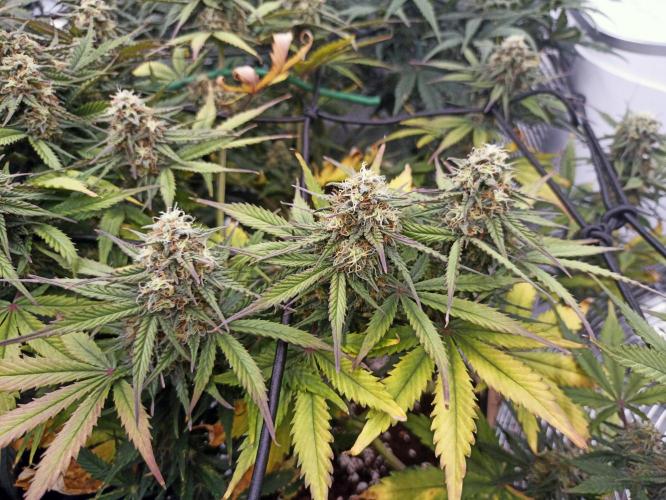 🍓 Strawberry Cheesecake Auto 🍰. Week 9