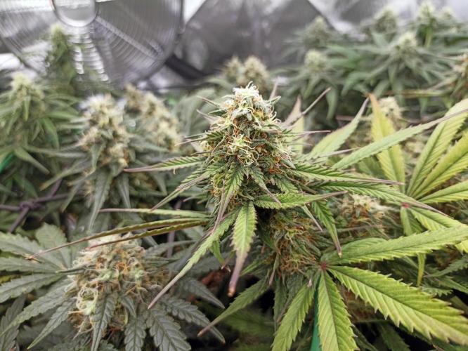 🍓 Strawberry Cheesecake Auto 🍰. Week 9