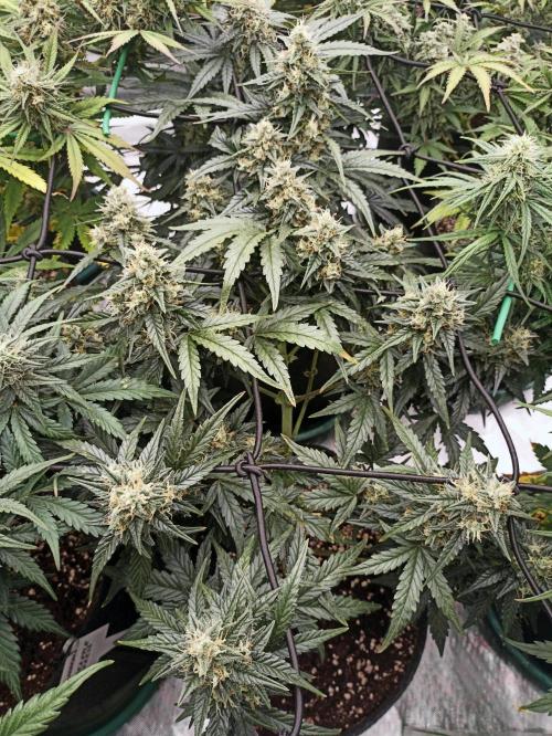 🐺 Dognabis#19A 🐺. Week 9