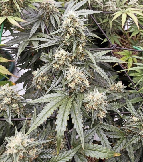 🐺 Dognabis#19A 🐺. Week 9