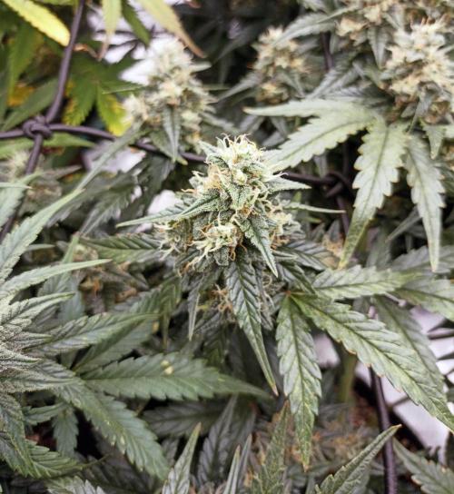 🐺 Dognabis#19A 🐺. Week 9