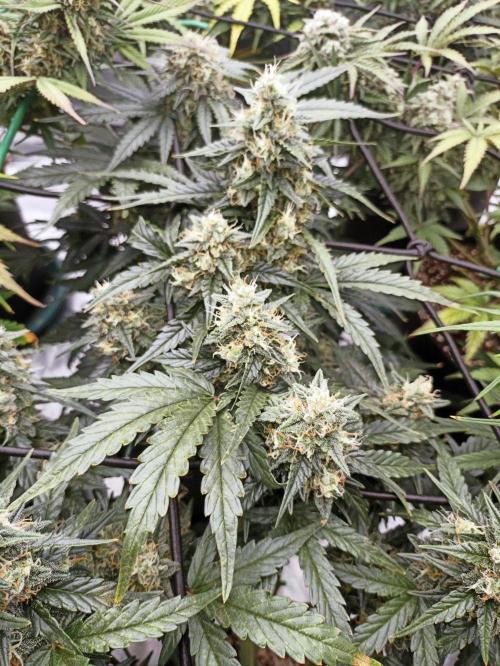 🐺 Dognabis#19A 🐺. Week 9