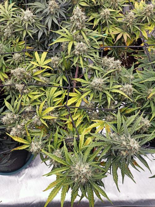 🐺 Dognabis#19A 🐺. Week 9