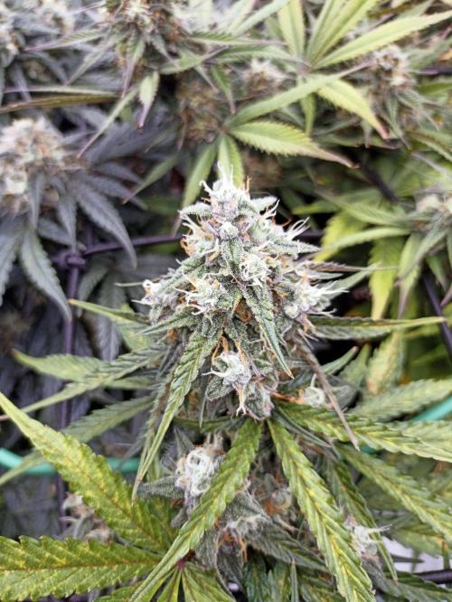 🐺 Dognabis#19A 🐺. Week 9