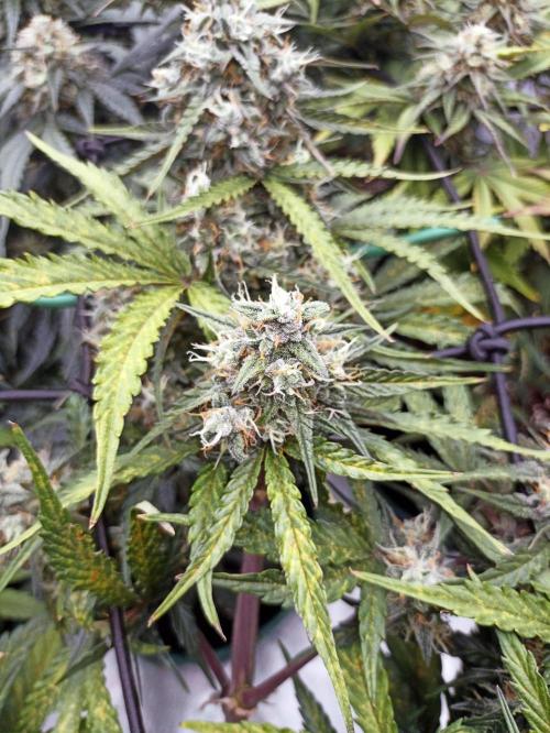 🐺 Dognabis#19A 🐺. Week 9