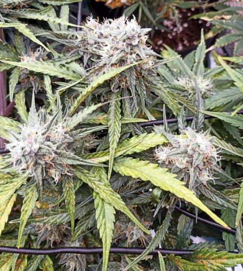 🐺 Dognabis#19A 🐺. Week 9