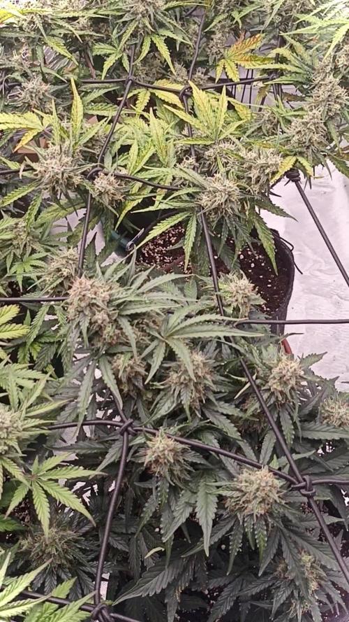 🍍 Pineapple Express Auto 🍍