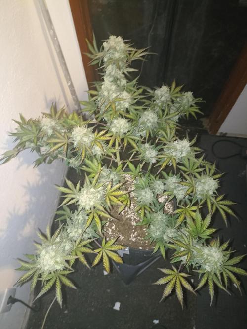 🍍 Pineapple Express Auto 🍍. Week 10