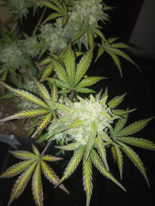 🍍 Pineapple Express Auto 🍍. Week 10