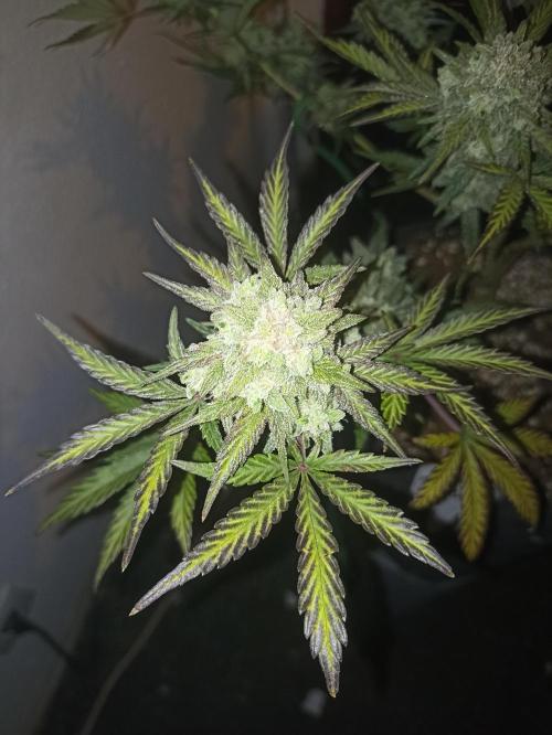 🍍 Pineapple Express Auto 🍍. Week 10