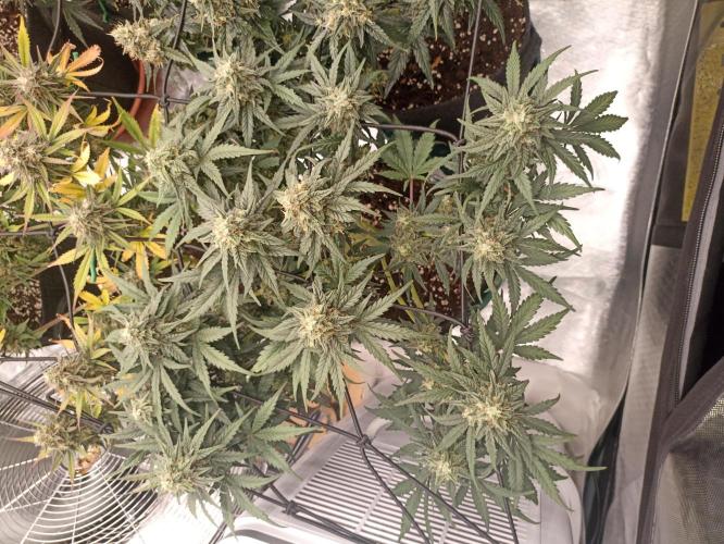 🍍 Pineapple Express Auto 🍍. Week 10