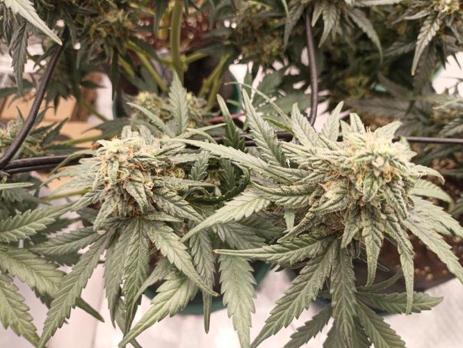 🍍 Pineapple Express Auto 🍍. Week 10