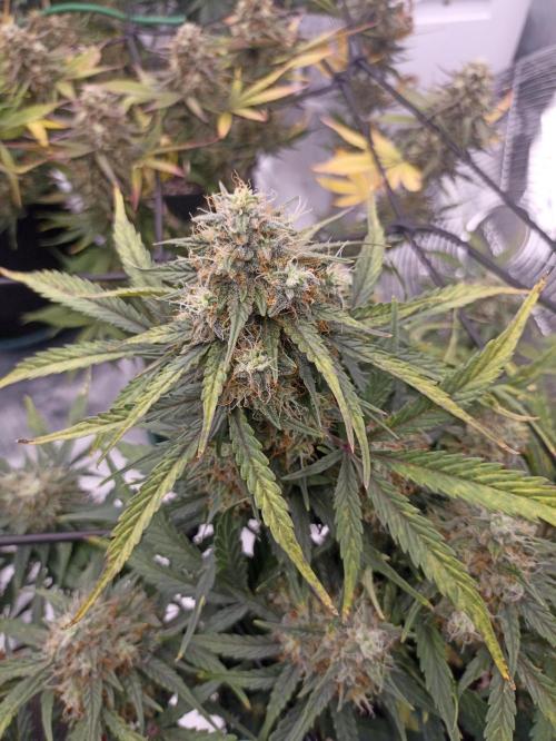 🍍 Pineapple Express Auto 🍍. Week 10