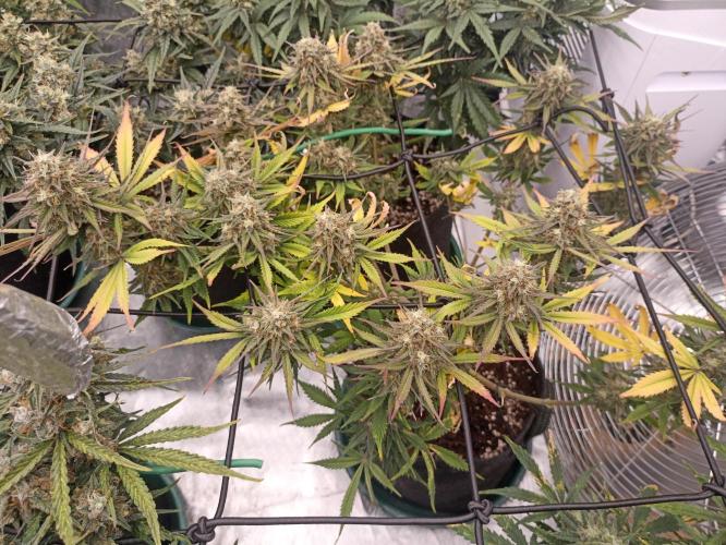 🍓 Strawberry Cheesecake Auto 🍰. Week 10