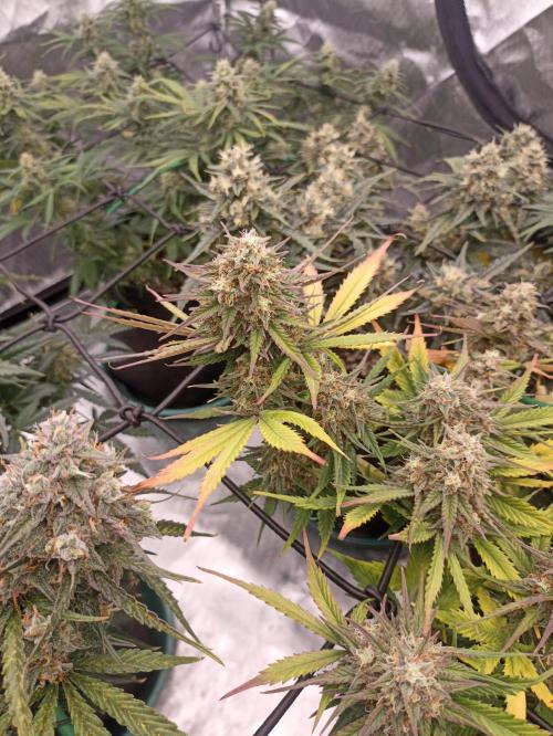 🍓 Strawberry Cheesecake Auto 🍰. Week 10