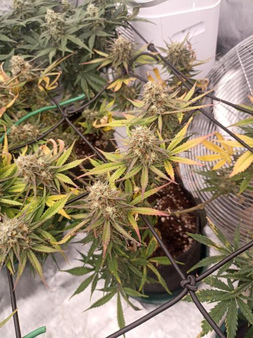 🍓 Strawberry Cheesecake Auto 🍰. Week 10