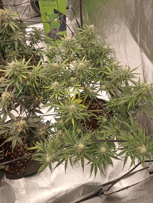 🍓 Strawberry Cheesecake Auto 🍰. Week 10