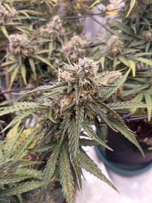 🐺 Dognabis#19A 🐺. Week 10