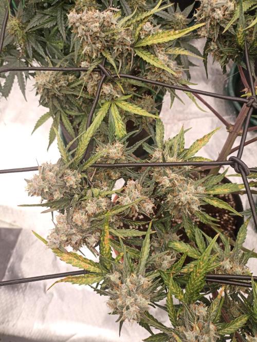 🐺 Dognabis#19A 🐺. Week 10