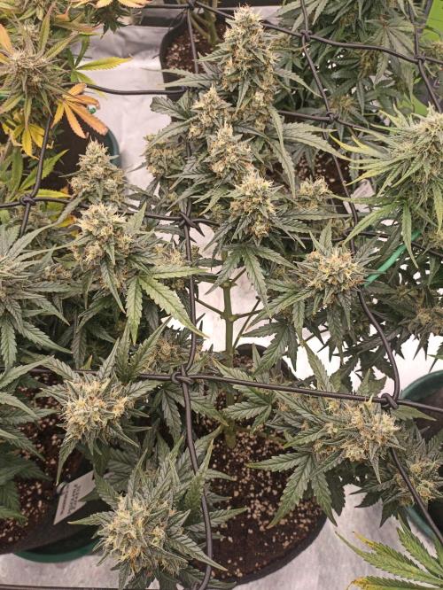 🐺 Dognabis#19A 🐺. Week 10