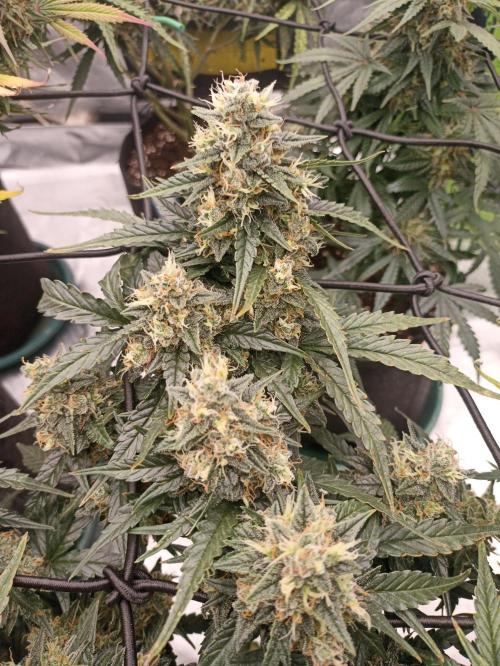 🐺 Dognabis#19A 🐺. Week 10