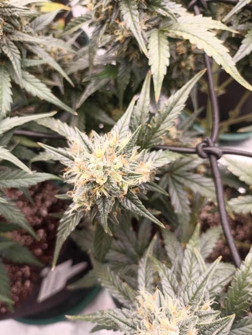 🐺 Dognabis#19A 🐺. Week 10