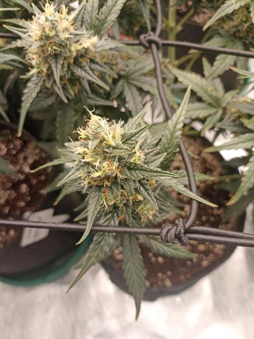 🐺 Dognabis#19A 🐺. Week 10