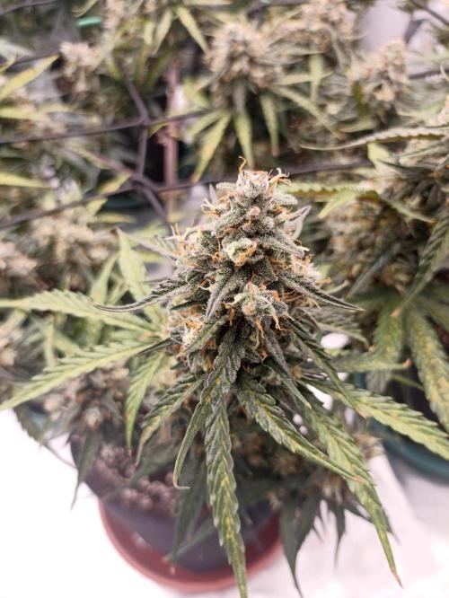 🐺 Dognabis#19A 🐺. Week 10