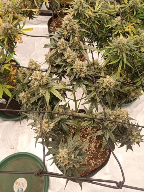 🐺 Dognabis#19A 🐺. Week 11